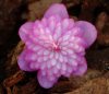 Show product details for Hepatica japonica Kougyoku